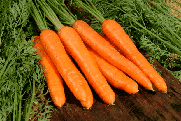 胡萝卜是一种流行的民间疗法，用于治疗男性效力。